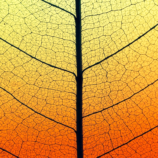 Free Photo flat lay of colored leaf with translucent texture