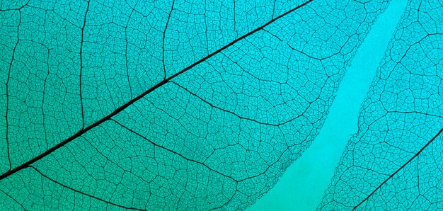 Flat lay of colored leaves with see-through texture