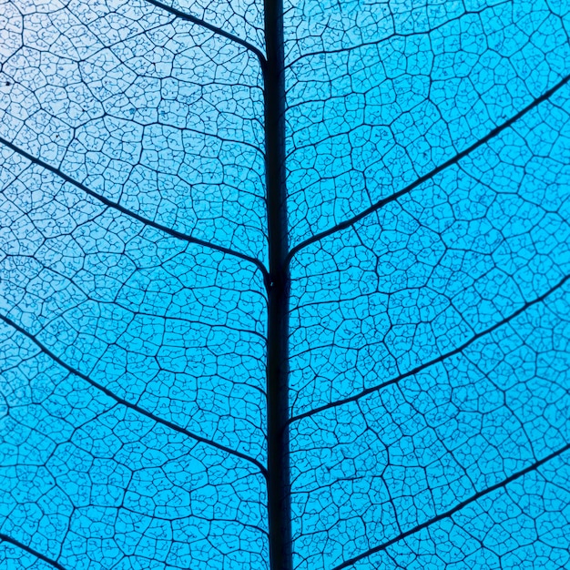 Flat lay of colored translucent leaf texture