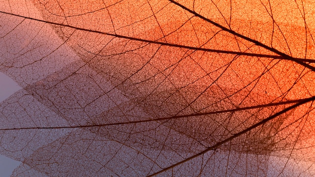 Flat lay of colored transparent leaf lamina texture