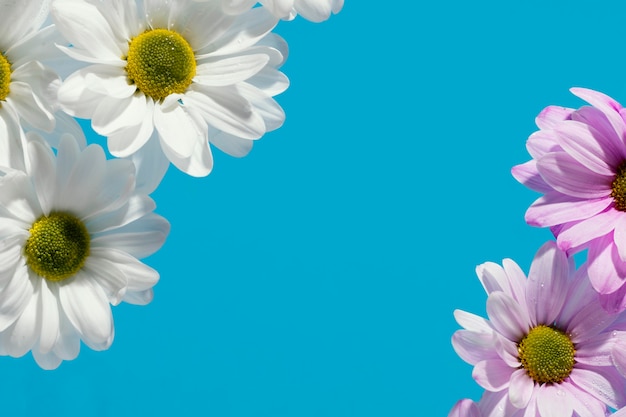 Free photo flat lay of colorful spring daisies with copy space