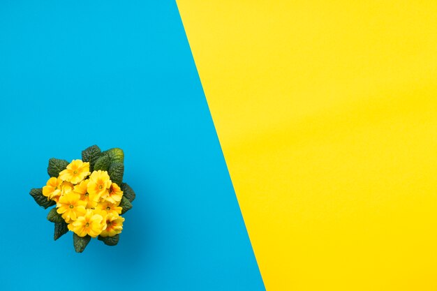 Flat lay composition of flowers with copyspace