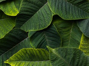 green leaf background