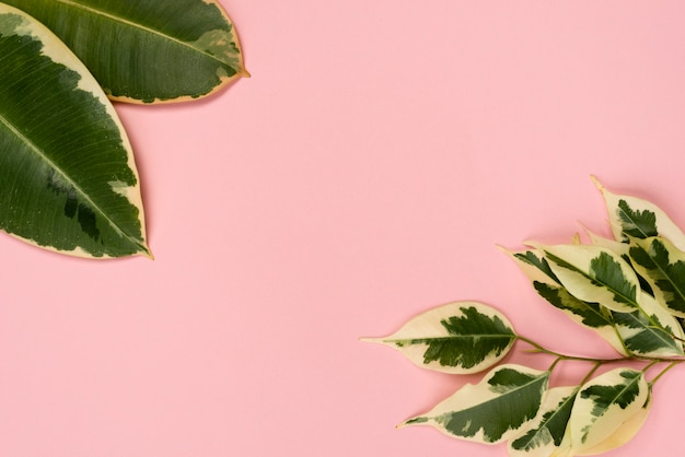 Flat lay of different plant leaves with copy space