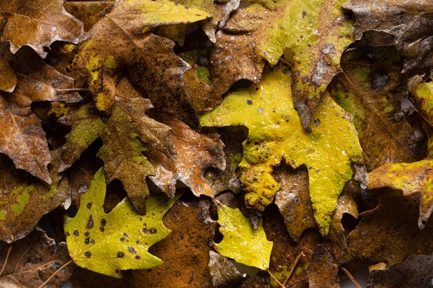 Flat lay dry leaves