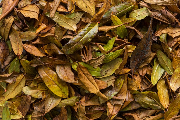 Flat lay dry leaves