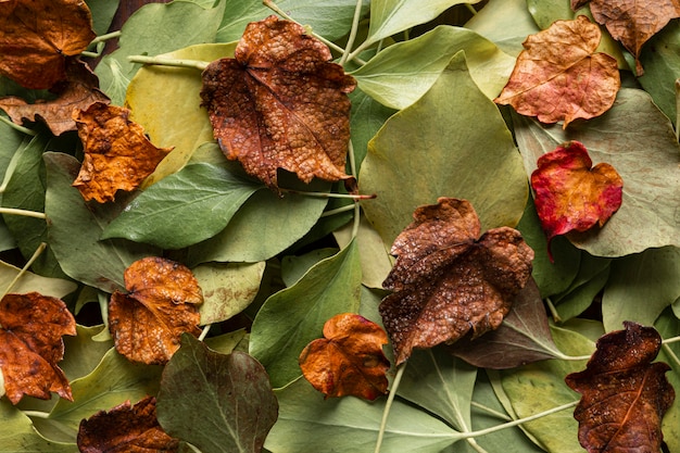 Flat lay dry leaves