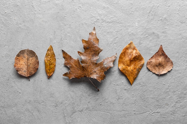 Flat lay dry leaves