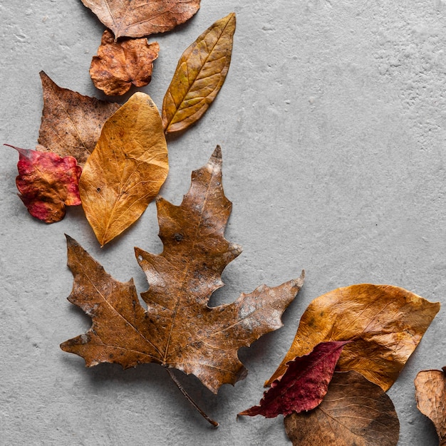 Free photo flat lay dry leaves