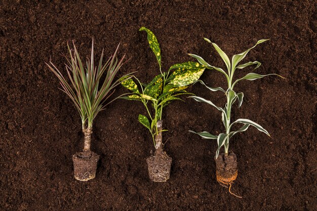 Flat lay gardening compositio