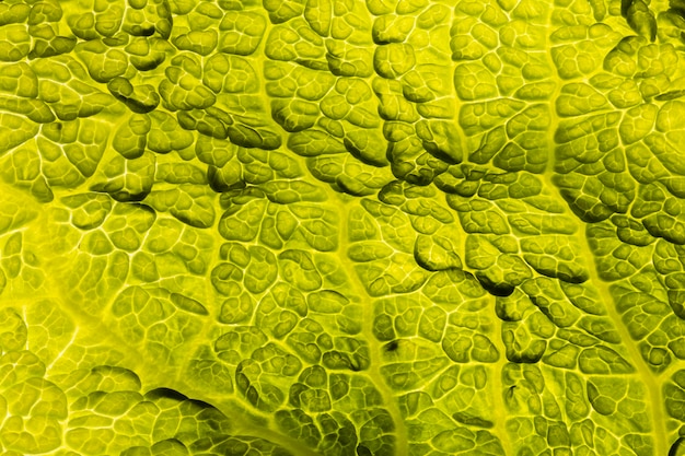 Flat lay of green leaf texture