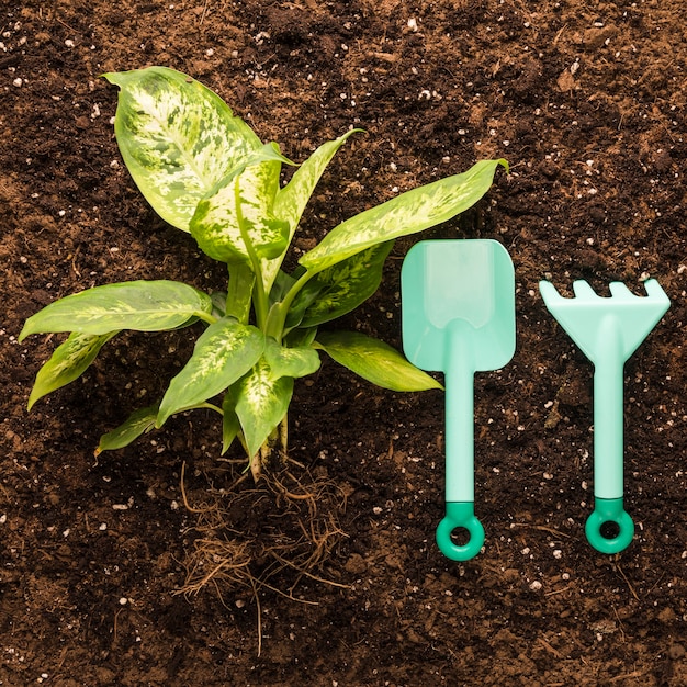 Free photo flat lay of green plant and garden equipment