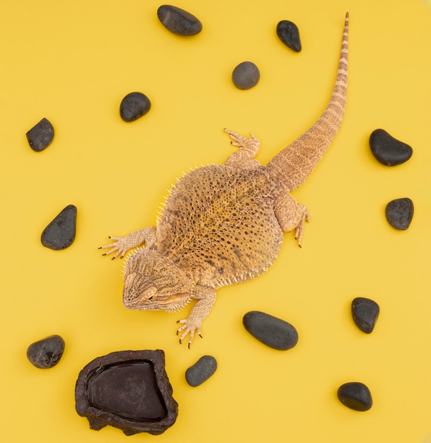 Free photo flat lay of iguana pet with rocks