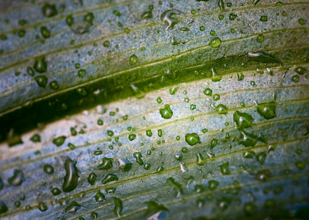 Free photo flat lay of macro water drops on plant leaf surface