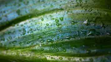 Free photo flat lay of macro water drops on plant leaf