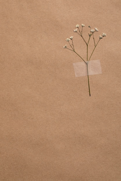 Free Photo flat lay of minimal flowers