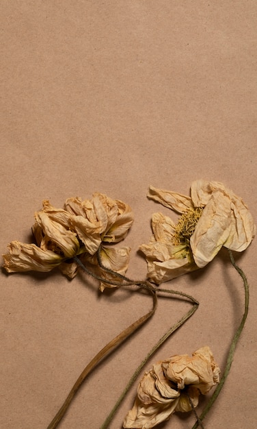 Free photo flat lay of minimal flowers