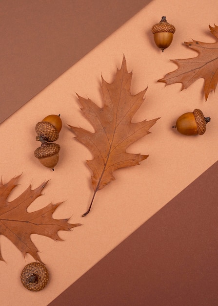 Free Photo flat lay of monochromatic leaves and acorns