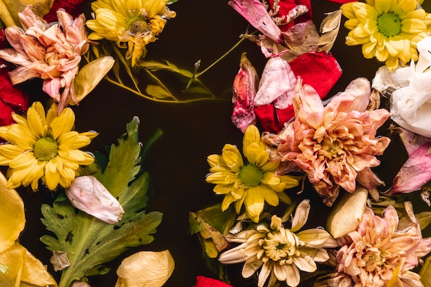 Flat lay multi colored flowers in water