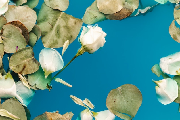 Free Photo flat lay petals and leaves in water