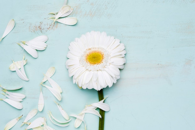 Free photo flat lay of petals with copyspace