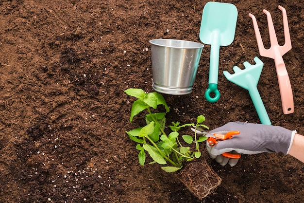 Flat lay of plant and garden tools with copyspace