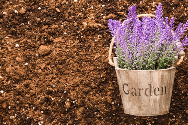 Free photo flat lay of plant on soil with copyspace