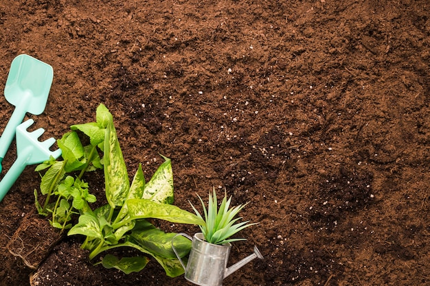 Flat lay of plants and gardening tools with copyspace