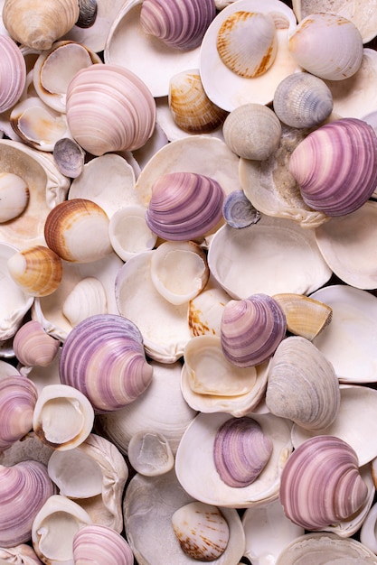 Flat lay of seashells