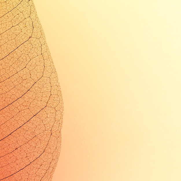 Free Photo flat lay of see-through leaf texture