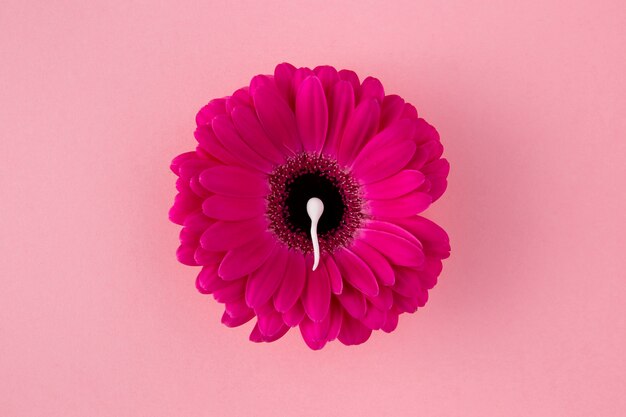 Flat lay spermatozoa and pink flower