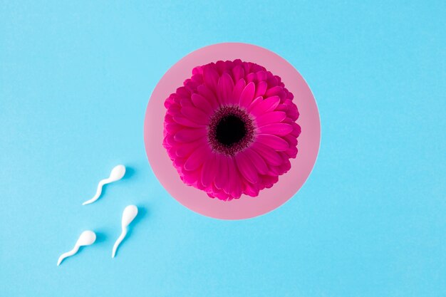 Flat lay spermatozoa on pink flower