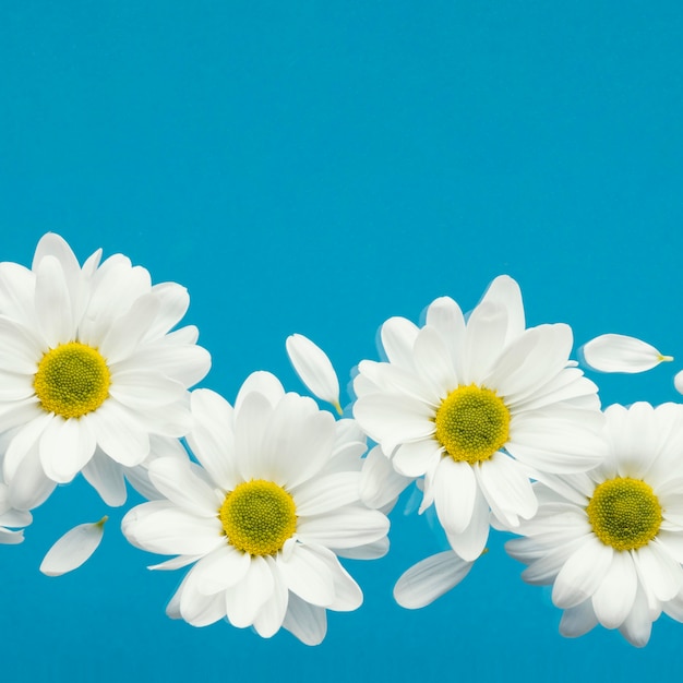 Free photo flat lay of spring daisies with petals and copy space