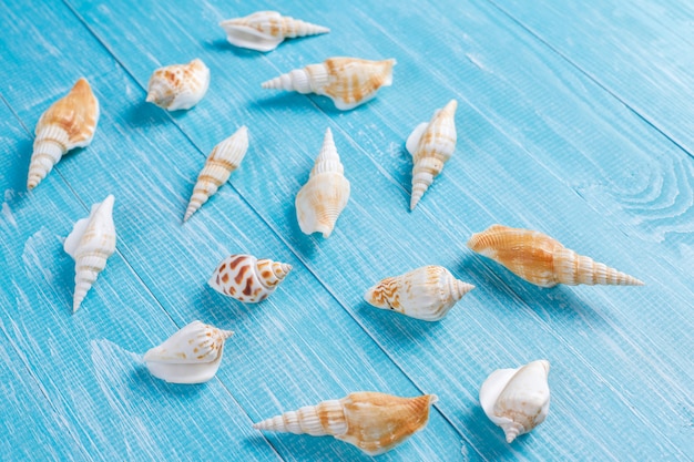 Free Photo flat lay summer composition with sea shells