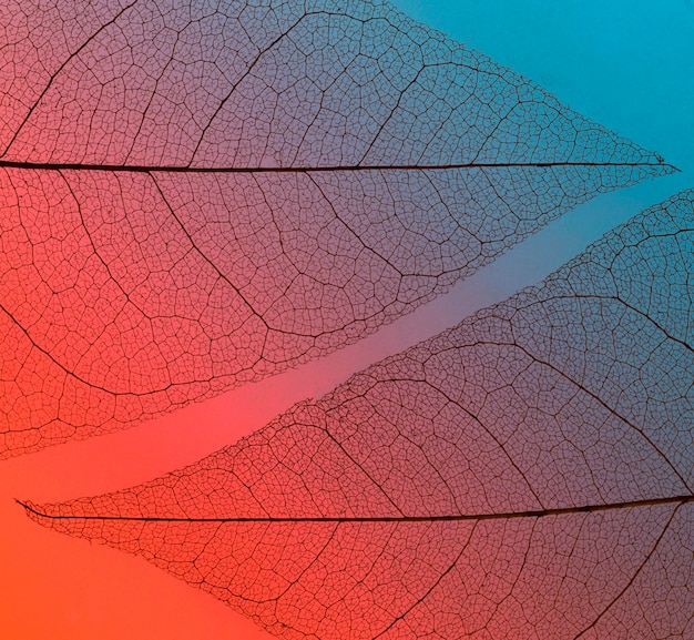 Free Photo flat lay of translucent leaves lamina texture