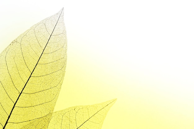 Flat lay of translucent leaves with colored hue