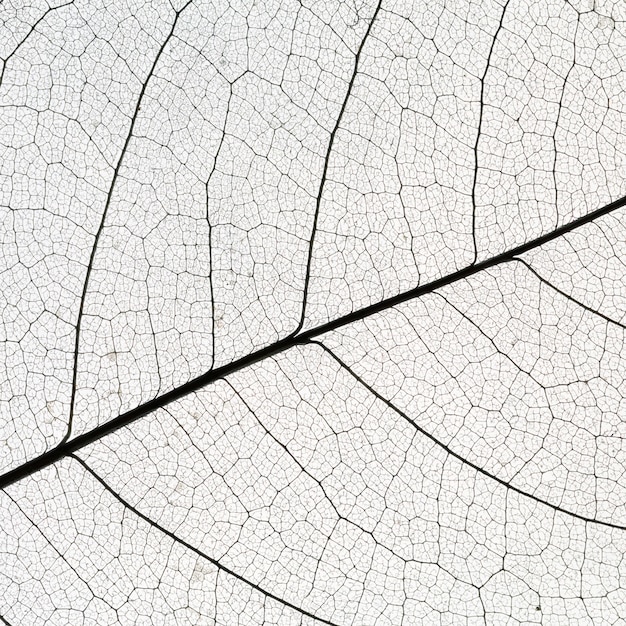 Flat lay of transparent leaf texture