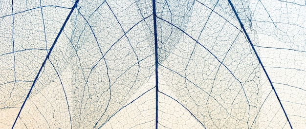 Free Photo flat lay of transparent leaves texture