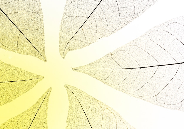 Free Photo flat lay of transparent leaves