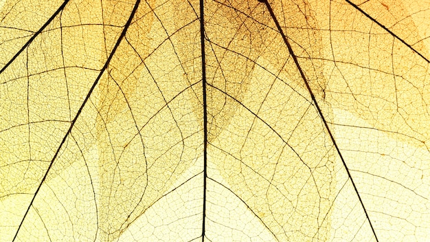 Free Photo flat lay of transparent leaves