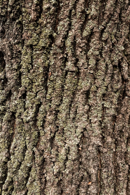 Flat lay of tree bark