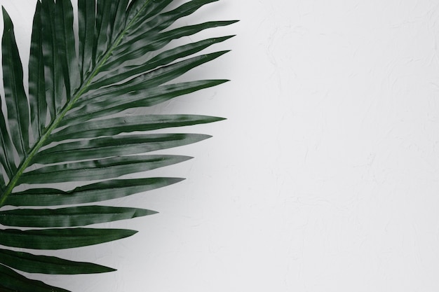 Flat lay of tropical leaf with copyspace