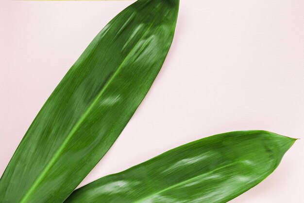 Flat lay of tropical leaves with copyspace