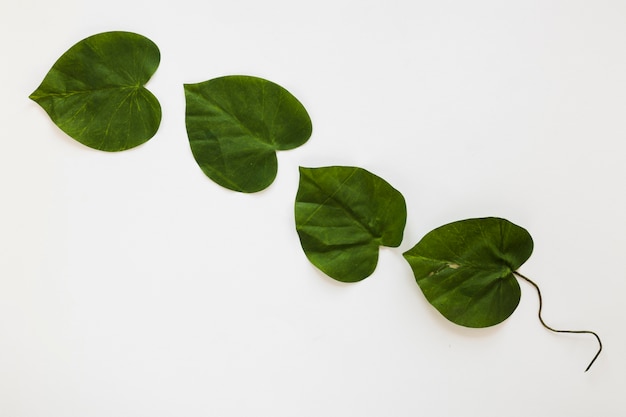 Flat lay of tropical leaves with copyspace