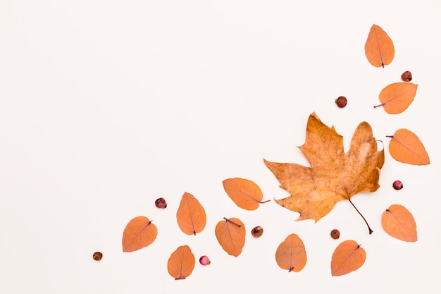 Flat lay of variety of autumn leaves