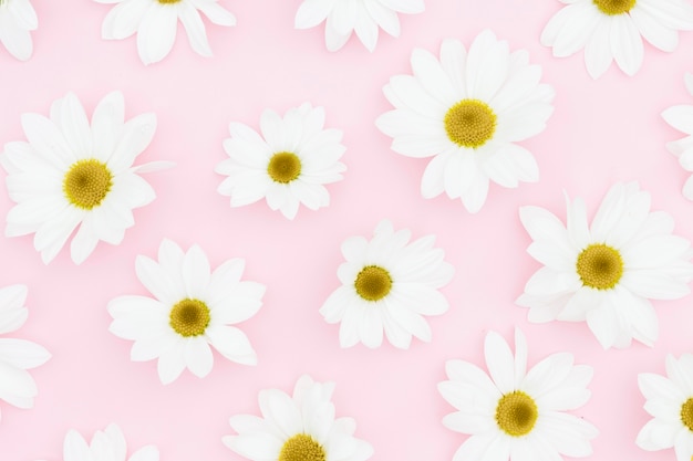 Flat lay white daisies on pink background