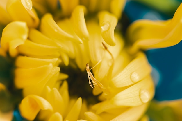 Free Photo flat lay yellow flower extreme close-up