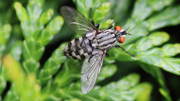 Flesh fly (Sarcophagidae)