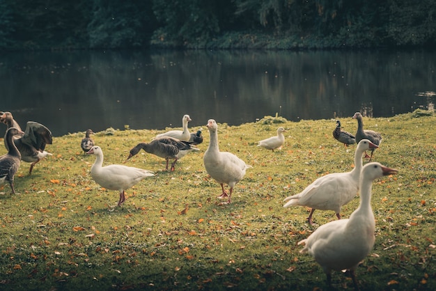 Free Photo a flock of amazing ducks around a lake