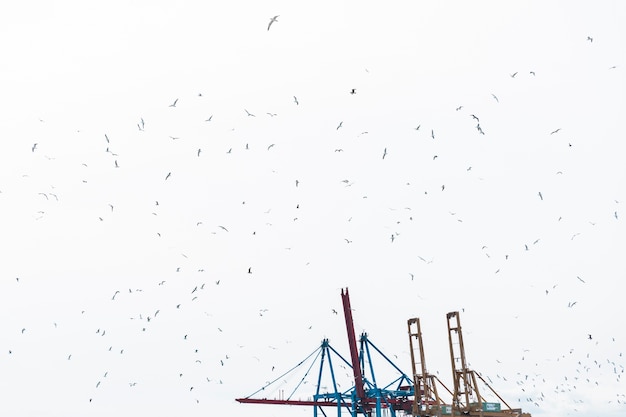 Free Photo flock of birds flying in sky with harbor crane